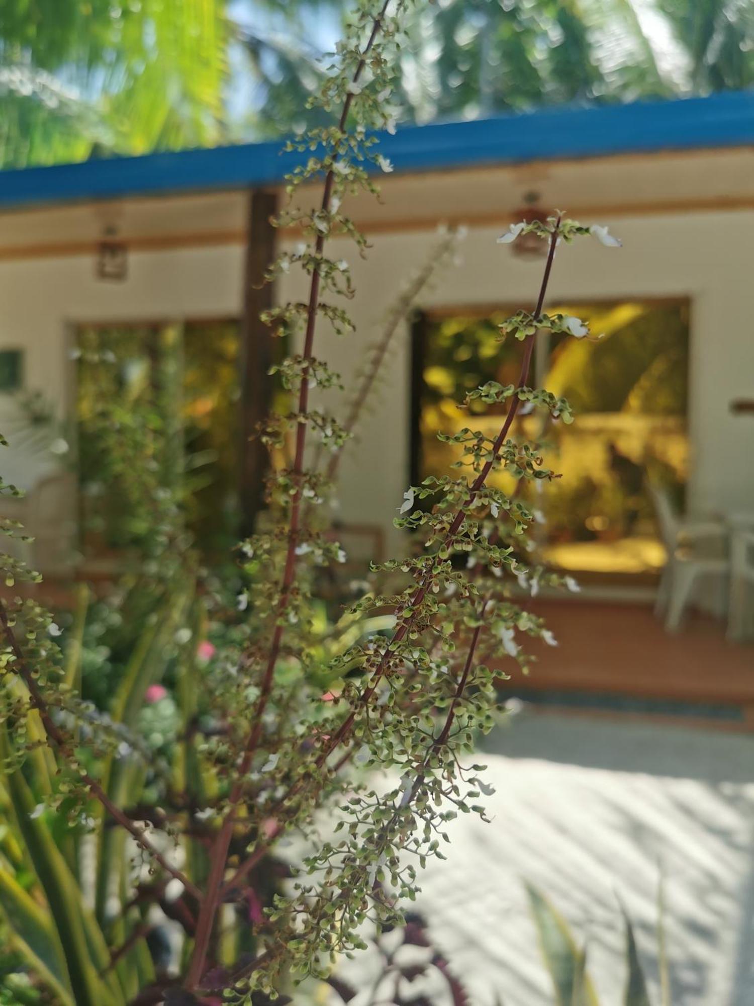 Blue Water Thoddoo Inn Bilik gambar